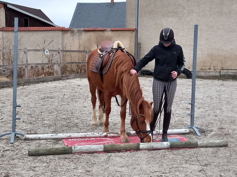 Deutsches Reitpony Wallach 4 Jahre 149 cm Fuchs in Kubsch&#xFC;tz