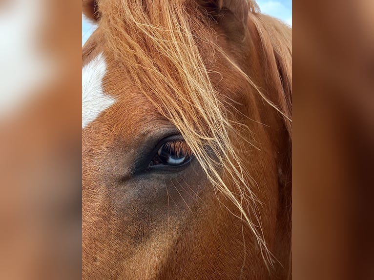Deutsches Reitpony Wallach 4 Jahre 149 cm Fuchs in Kubsch&#xFC;tz