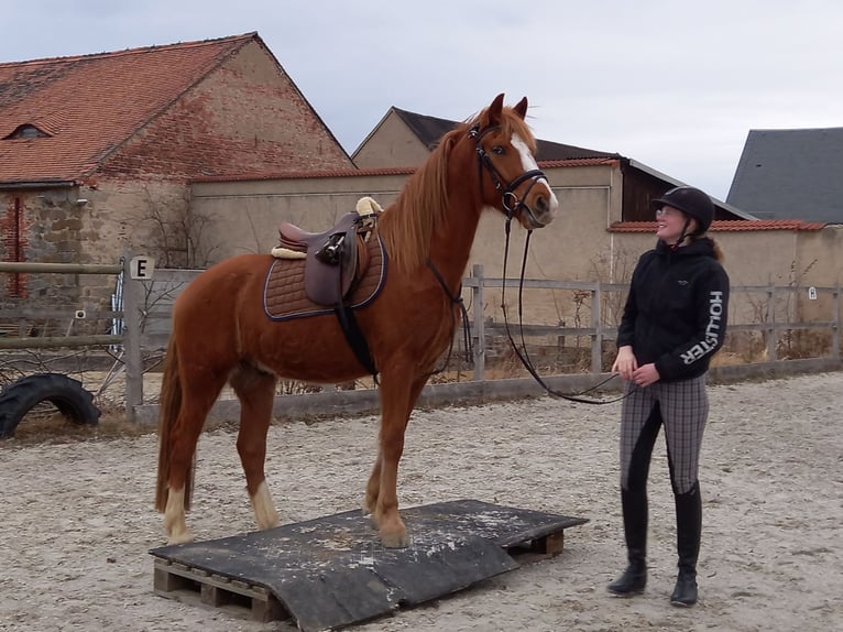 Deutsches Reitpony Wallach 4 Jahre 149 cm Fuchs in Kubsch&#xFC;tz
