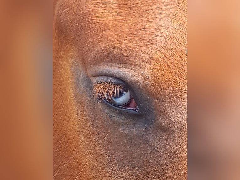 Deutsches Reitpony Wallach 4 Jahre 149 cm Fuchs in Kubsch&#xFC;tz