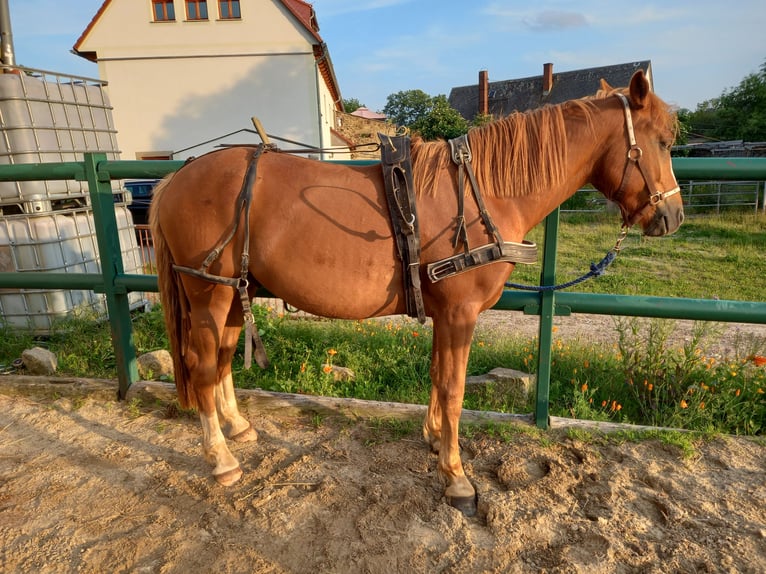 Deutsches Reitpony Wallach 4 Jahre 149 cm Fuchs in Kubsch&#xFC;tz