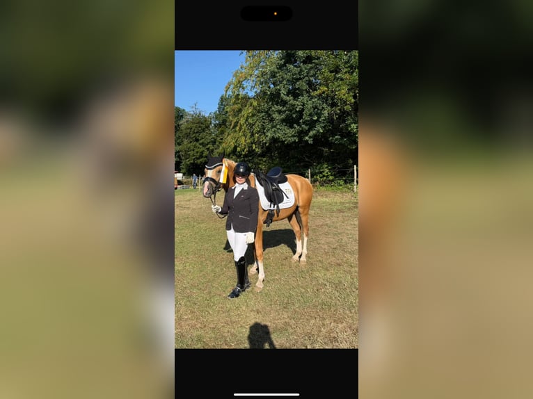 Deutsches Reitpony Wallach 4 Jahre 149 cm Palomino in Blieskastel