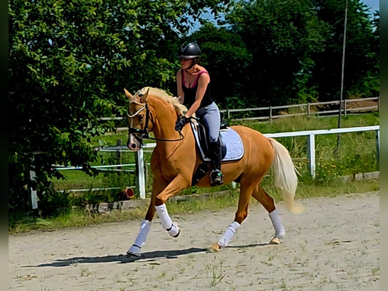 Deutsches Reitpony Wallach 4 Jahre 149 cm Palomino in Ruppichteroth