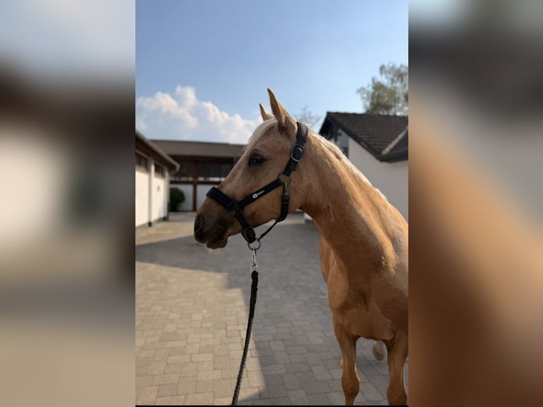 Deutsches Reitpony Wallach 4 Jahre 149 cm Palomino in Krefeld