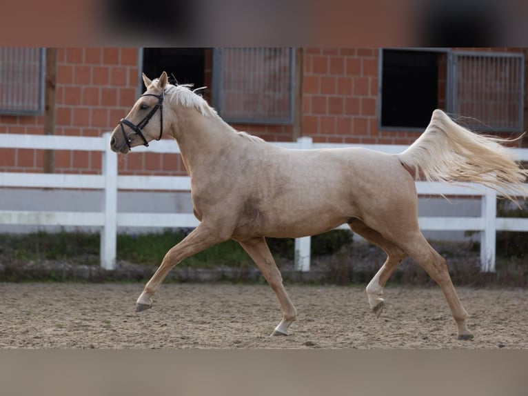 Deutsches Reitpony Wallach 4 Jahre 149 cm Palomino in Borken