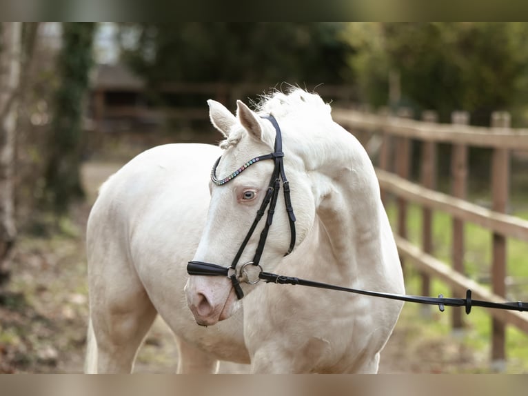 Deutsches Reitpony Wallach 4 Jahre 149 cm Perlino in Lünen