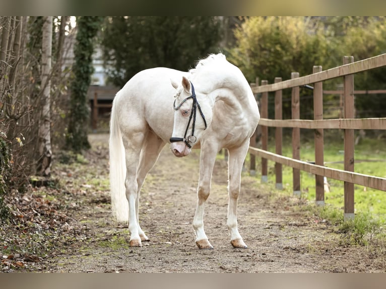 Deutsches Reitpony Wallach 4 Jahre 149 cm Perlino in Lünen