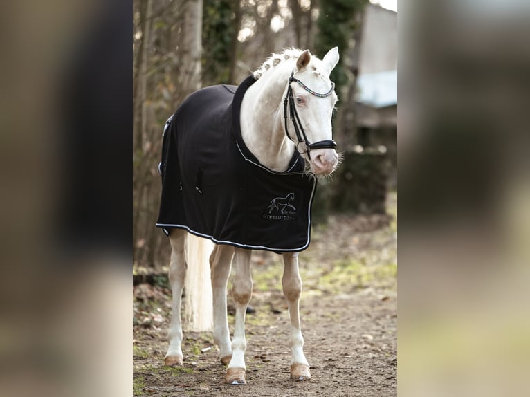 Deutsches Reitpony Wallach 4 Jahre 149 cm Perlino in Lünen