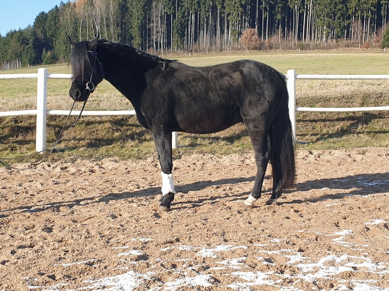 Deutsches Reitpony Wallach 4 Jahre 149 cm Rappe in Waidhaus