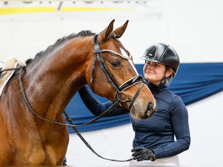 Deutsches Reitpony Wallach 4 Jahre 150 cm Brauner in Marsberg