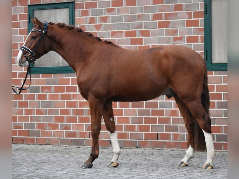 Deutsches Reitpony Wallach 4 Jahre 150 cm in Fürstenau