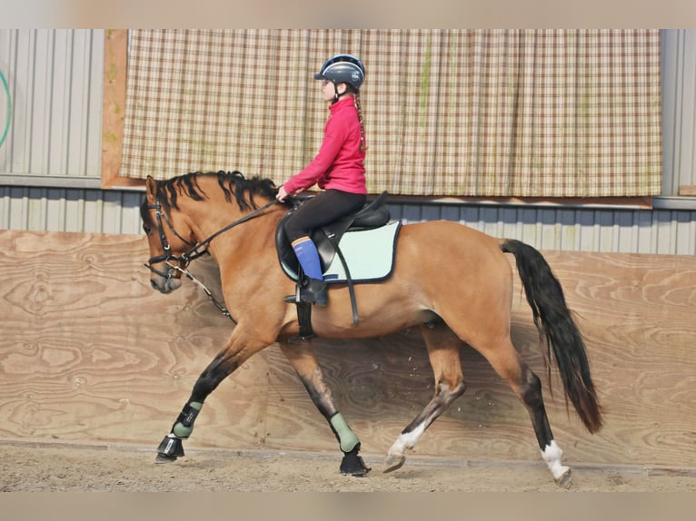 Deutsches Reitpony Wallach 4 Jahre 150 cm Falbe in Wildeshausen