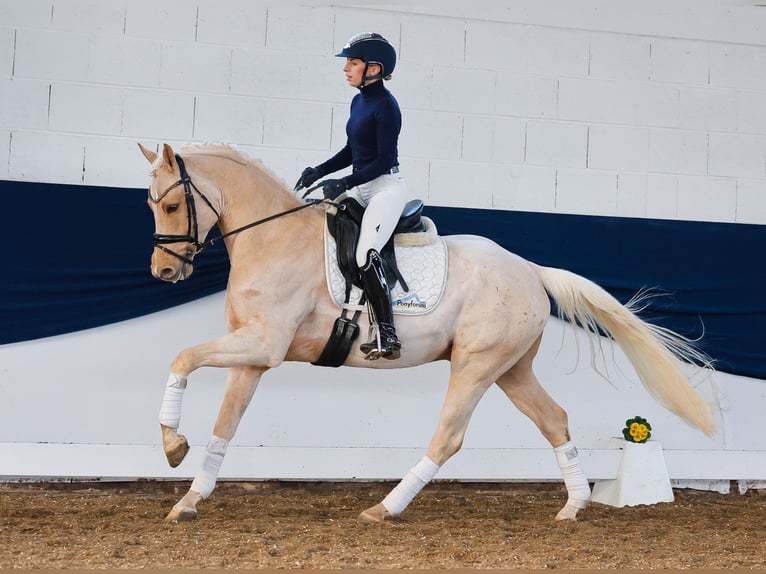 Deutsches Reitpony Wallach 4 Jahre 150 cm Palomino in Marsberg