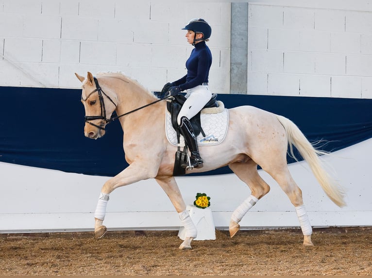 Deutsches Reitpony Wallach 4 Jahre 150 cm Palomino in Marsberg