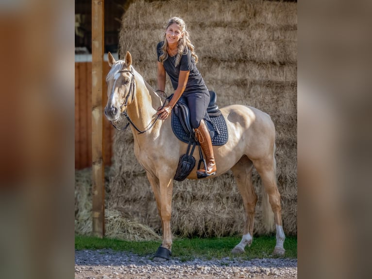 Deutsches Reitpony Wallach 4 Jahre 150 cm Palomino in Werl