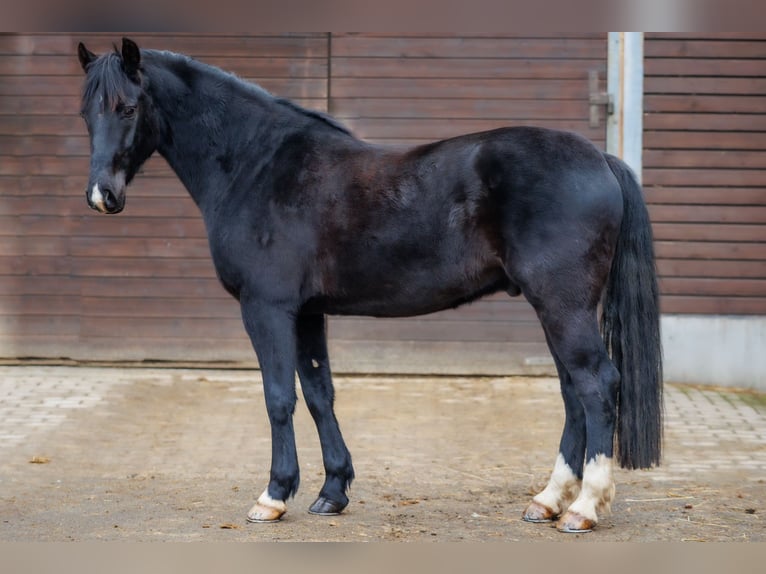 Deutsches Reitpony Wallach 4 Jahre 150 cm Rappe in Ellefeld