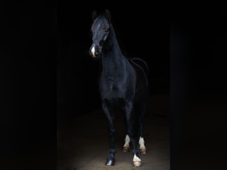 Deutsches Reitpony Wallach 4 Jahre 150 cm Rappe in Ellefeld