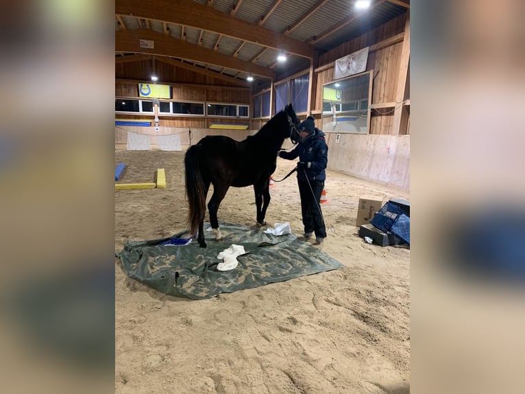 Deutsches Reitpony Wallach 4 Jahre 150 cm Rappe in Flieden