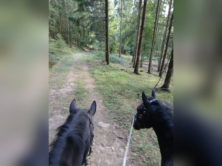 Deutsches Reitpony Wallach 4 Jahre 150 cm Rappe in Flieden