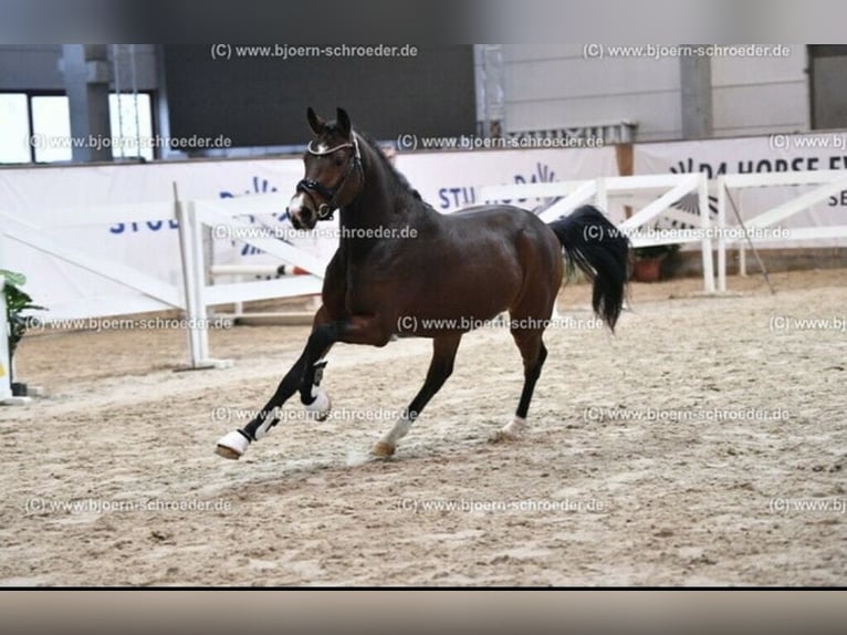 Deutsches Reitpony Wallach 4 Jahre 151 cm Brauner in Biebesheim am Rhein
