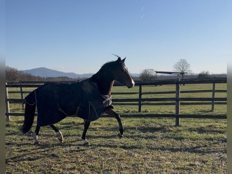 Deutsches Reitpony Wallach 4 Jahre 151 cm Brauner in Biebesheim am Rhein