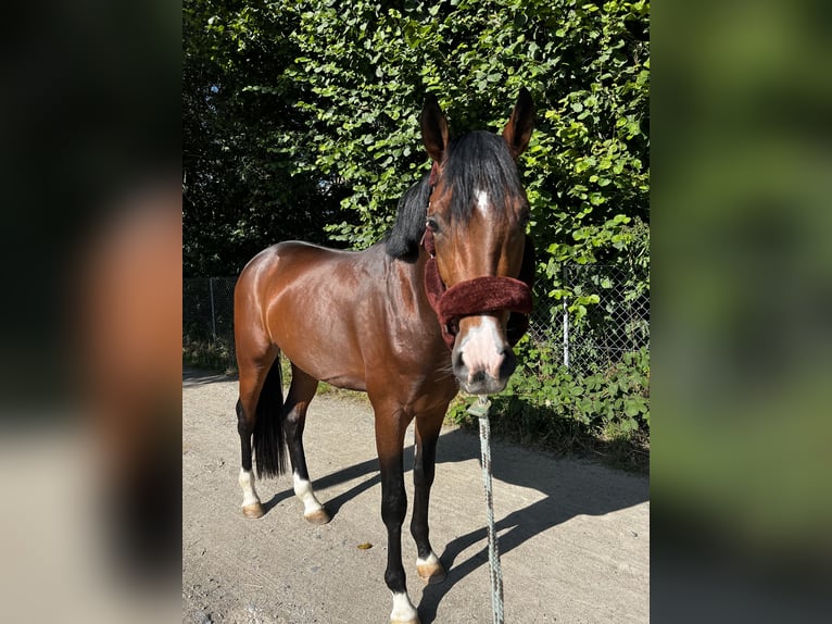 Deutsches Reitpony Wallach 4 Jahre 151 cm Brauner in Biebesheim am Rhein