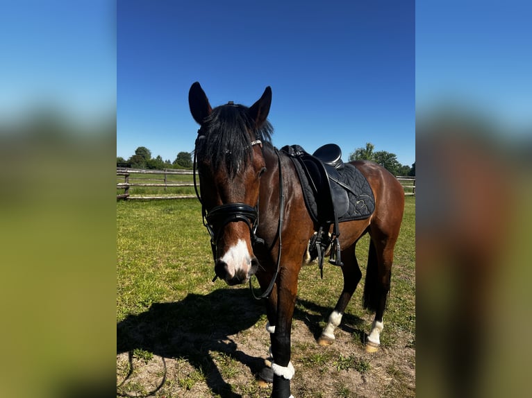 Deutsches Reitpony Wallach 4 Jahre 151 cm Brauner in Biebesheim am Rhein