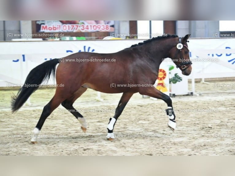 Deutsches Reitpony Wallach 4 Jahre 151 cm Brauner in Biebesheim am Rhein
