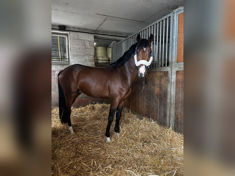 Deutsches Reitpony Wallach 4 Jahre 151 cm Brauner in Biebesheim am Rhein