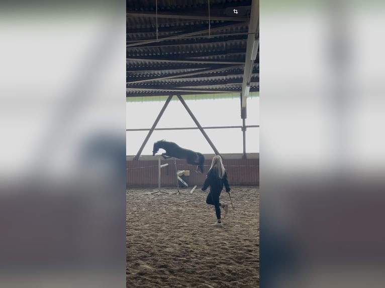 Deutsches Reitpony Wallach 4 Jahre 151 cm Brauner in Biebesheim am Rhein