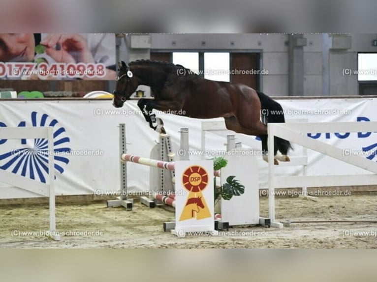 Deutsches Reitpony Wallach 4 Jahre 151 cm Brauner in Biebesheim am Rhein