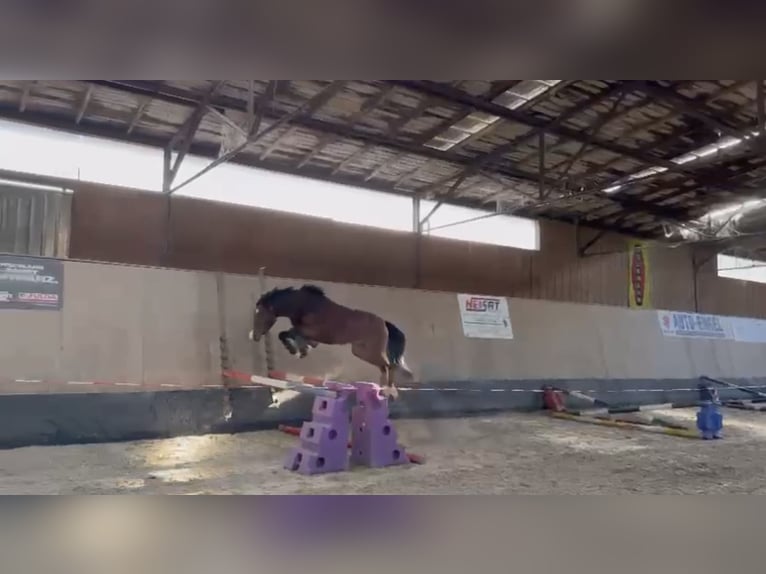 Deutsches Reitpony Wallach 4 Jahre 151 cm Brauner in Biebesheim am Rhein
