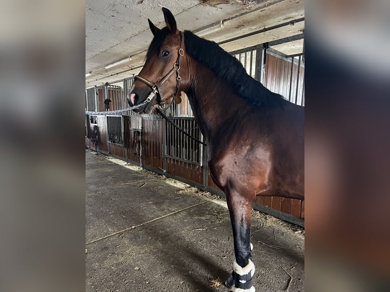 Deutsches Reitpony Wallach 4 Jahre 151 cm Brauner in Biebesheim am Rhein