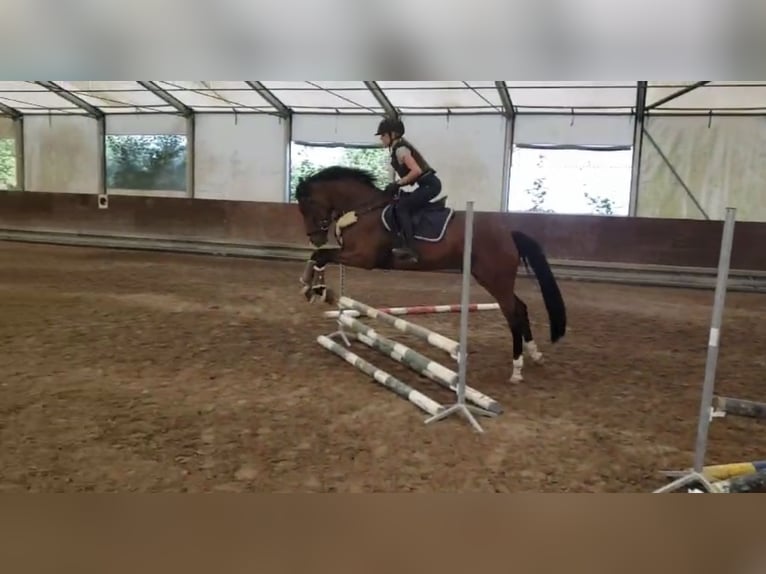 Deutsches Reitpony Wallach 4 Jahre 151 cm Brauner in Biebesheim am Rhein