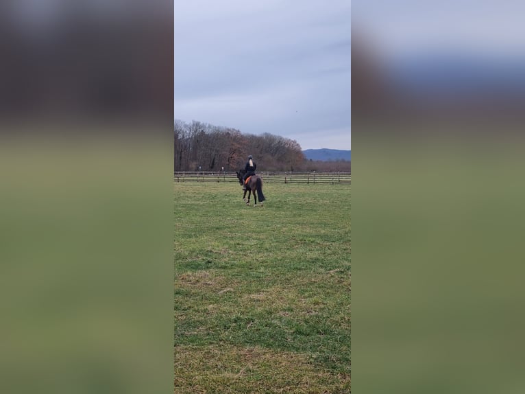 Deutsches Reitpony Wallach 4 Jahre 151 cm Brauner in Biebesheim am Rhein