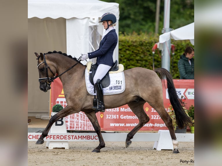 Deutsches Reitpony Wallach 4 Jahre 151 cm Falbe in Lünen