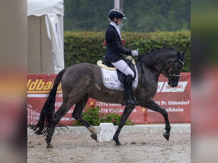 Deutsches Reitpony Wallach 4 Jahre 151 cm Falbe in Lünen