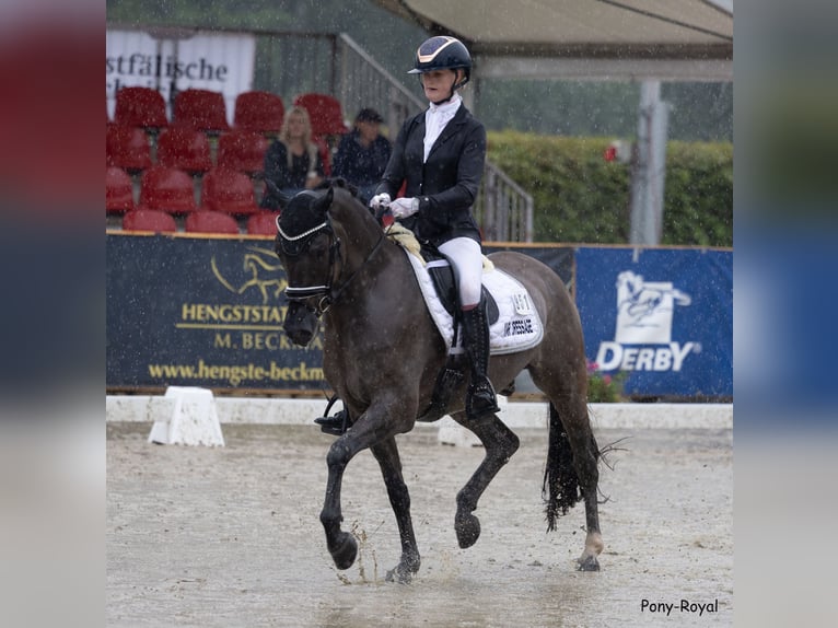 Deutsches Reitpony Wallach 4 Jahre 151 cm Falbe in Lünen