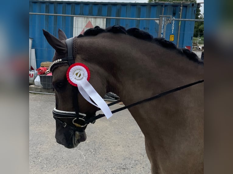 Deutsches Reitpony Wallach 4 Jahre 151 cm Falbe in Lünen