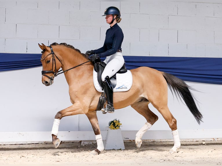 Deutsches Reitpony Wallach 4 Jahre 151 cm Falbe in Marsberg