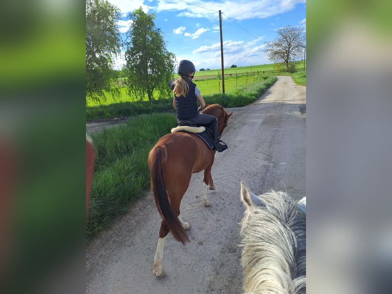 Deutsches Reitpony Wallach 4 Jahre 151 cm Fuchs in Langenbrettach