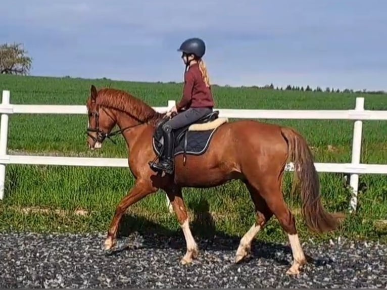 Deutsches Reitpony Wallach 4 Jahre 151 cm Fuchs in Langenbrettach