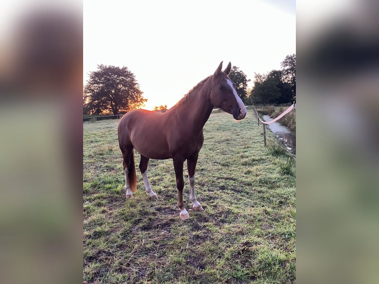 Deutsches Reitpony Wallach 4 Jahre 151 cm Fuchs in Gro&#xDF;heide