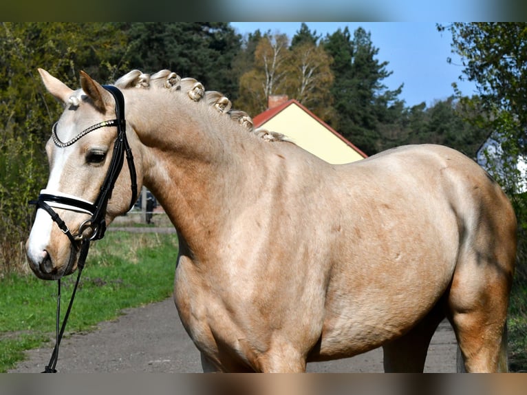 Deutsches Reitpony Wallach 4 Jahre 151 cm Palomino in Kamern