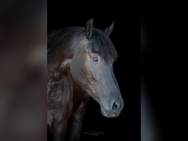 Deutsches Reitpony Wallach 4 Jahre 151 cm Rappe in Osnabrück