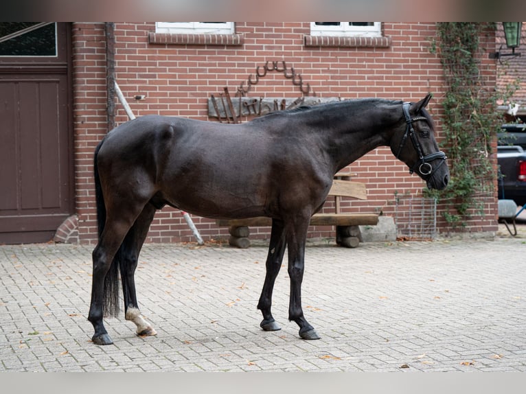 Deutsches Reitpony Wallach 4 Jahre 151 cm Rappe in Osnabrück