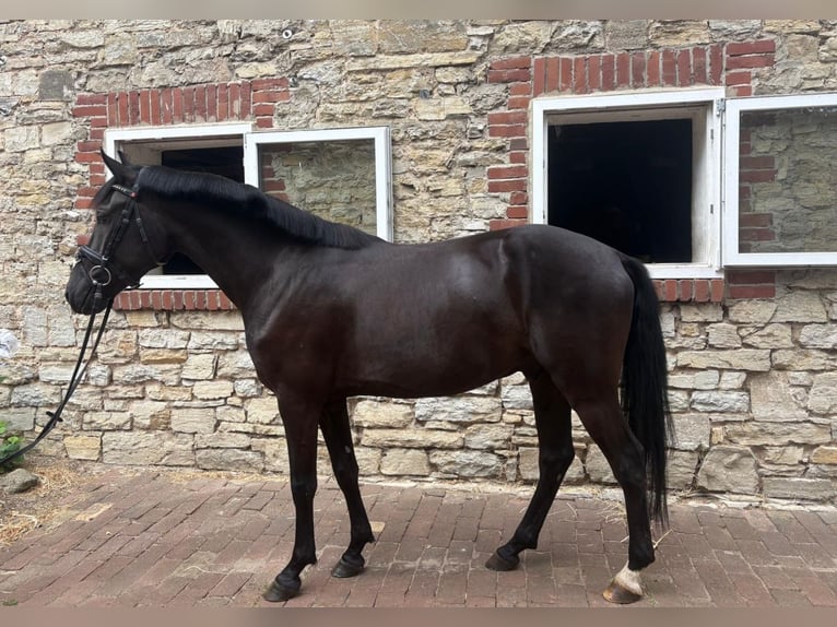 Deutsches Reitpony Wallach 4 Jahre 151 cm Rappe in Osnabrück