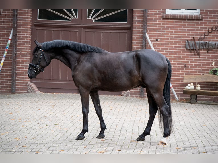 Deutsches Reitpony Wallach 4 Jahre 151 cm Rappe in Osnabrück