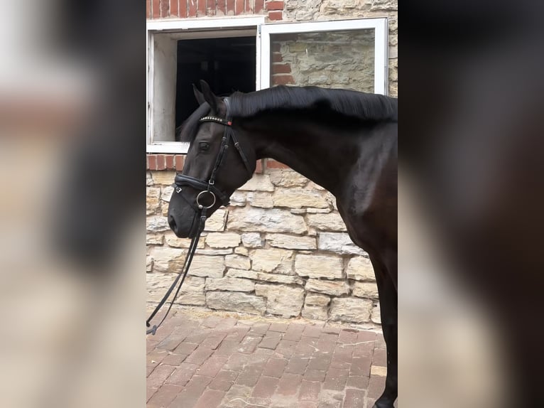 Deutsches Reitpony Wallach 4 Jahre 151 cm Rappe in Osnabrück