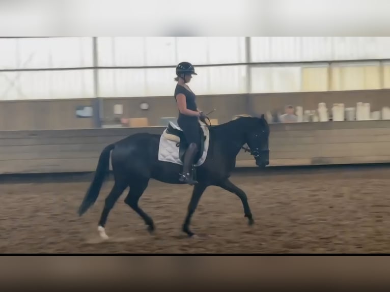 Deutsches Reitpony Wallach 4 Jahre 151 cm Rappe in Osnabrück